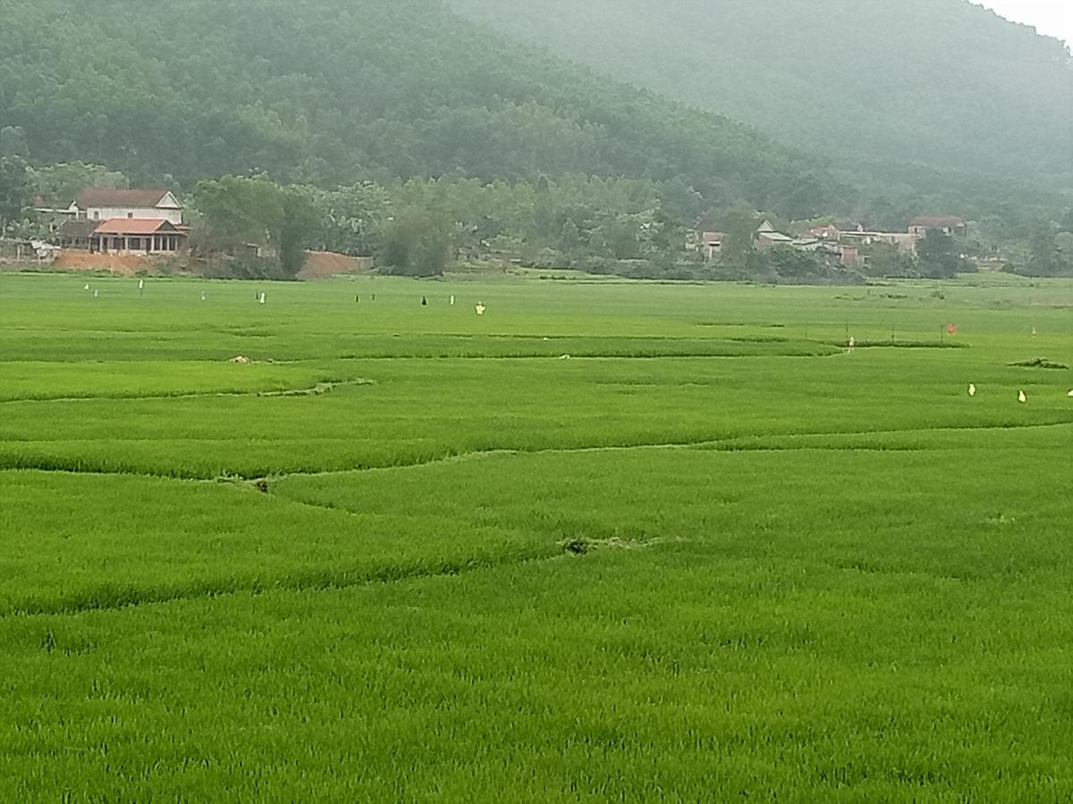 Phong Nha Rice Field Homestay Екстер'єр фото