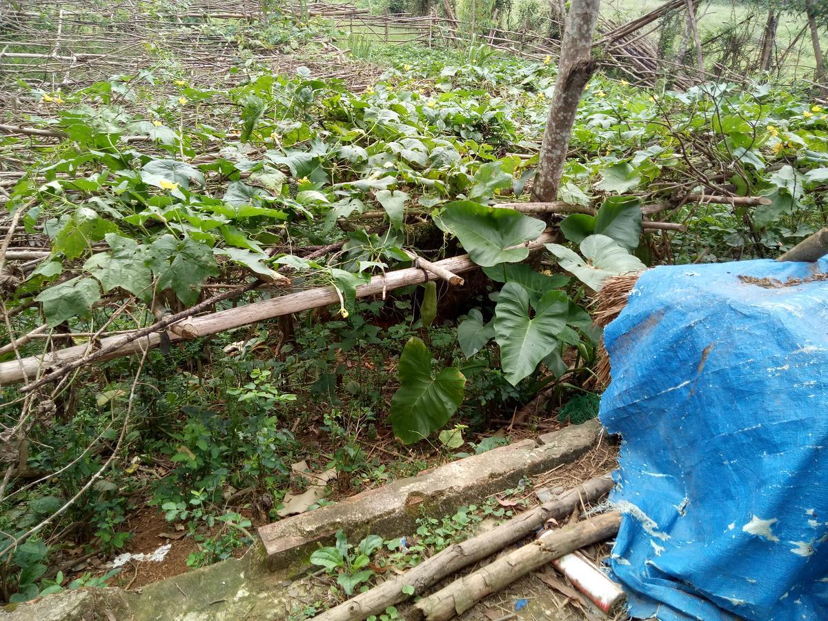 Phong Nha Rice Field Homestay Екстер'єр фото