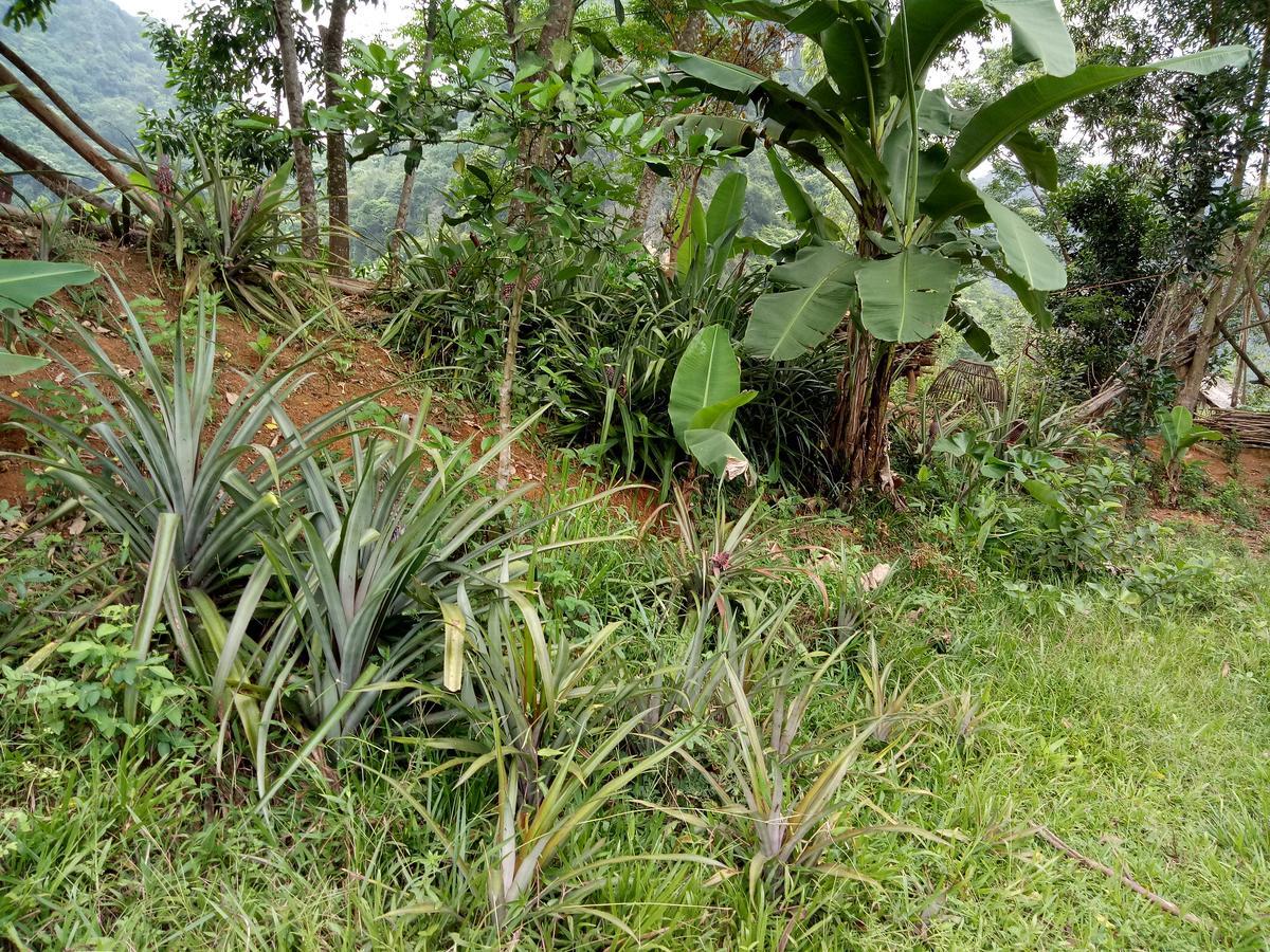 Phong Nha Rice Field Homestay Екстер'єр фото