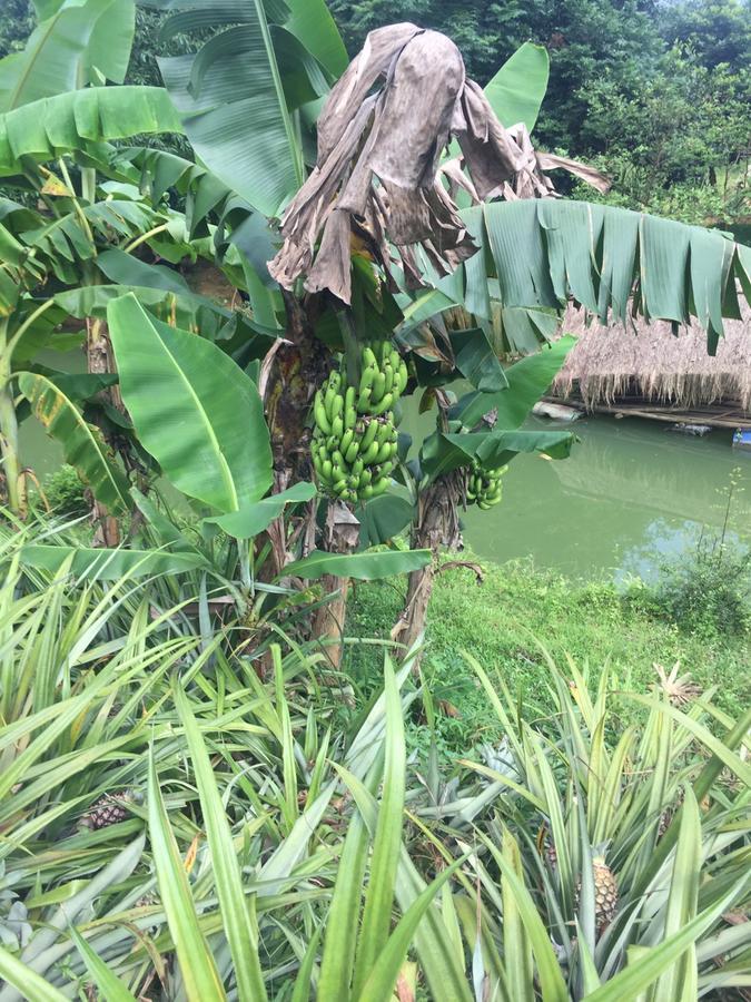 Phong Nha Rice Field Homestay Екстер'єр фото