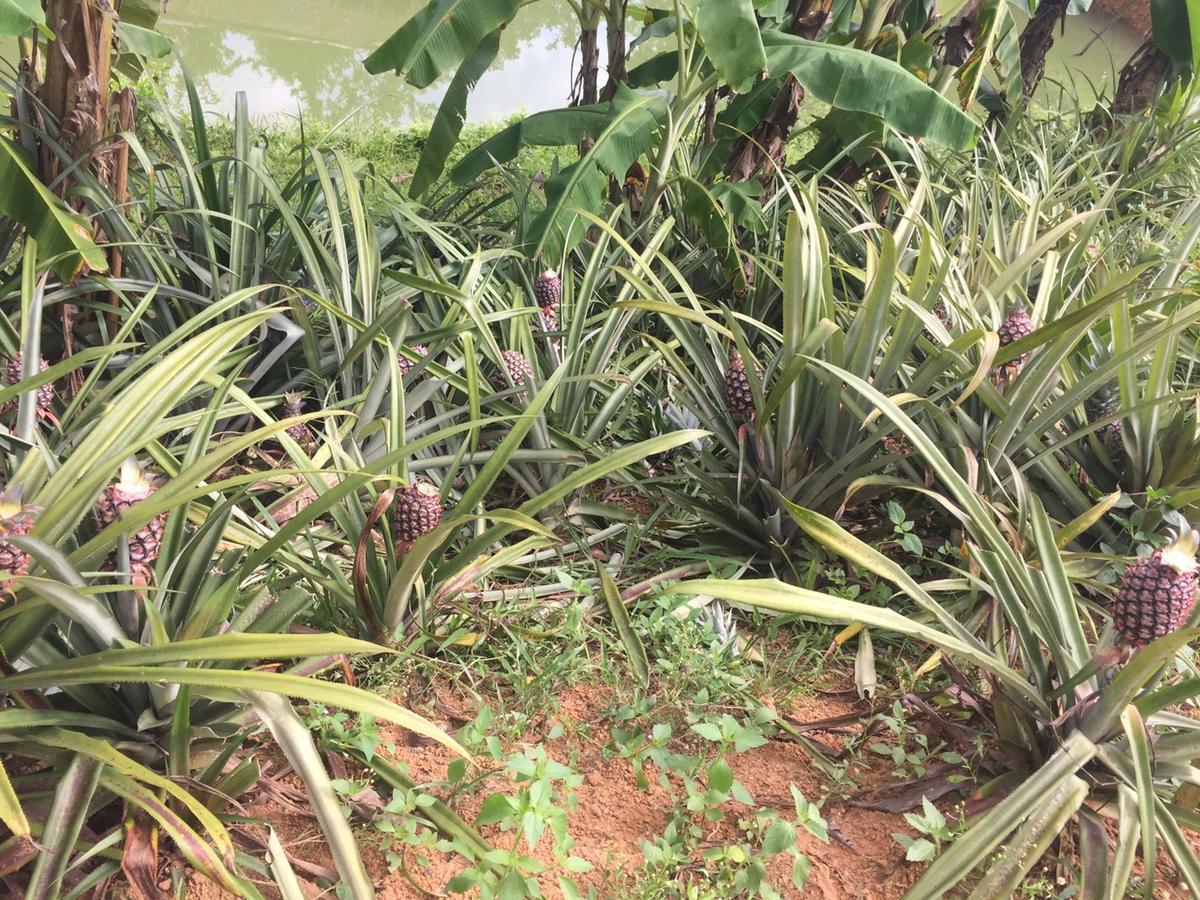 Phong Nha Rice Field Homestay Екстер'єр фото
