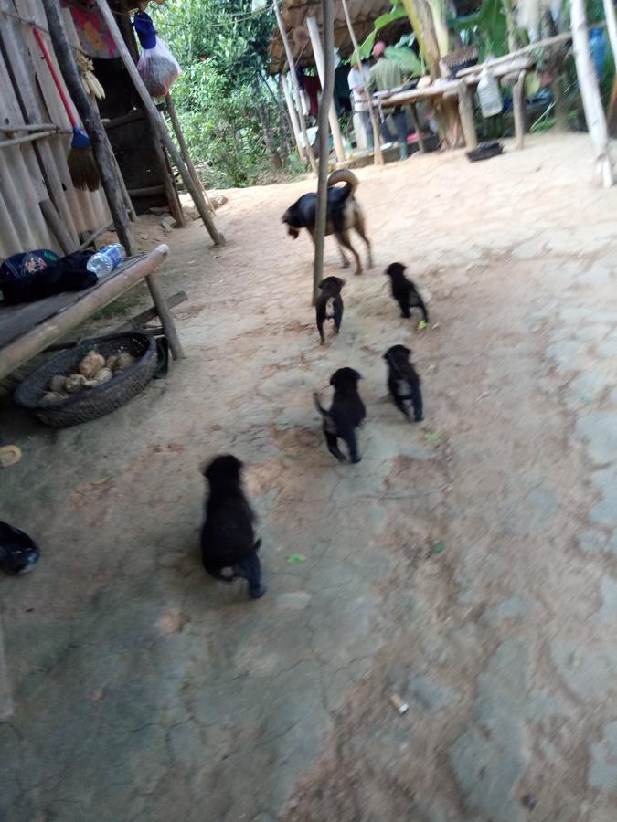 Phong Nha Rice Field Homestay Екстер'єр фото